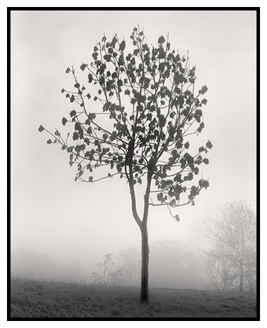 tree in autumn fog