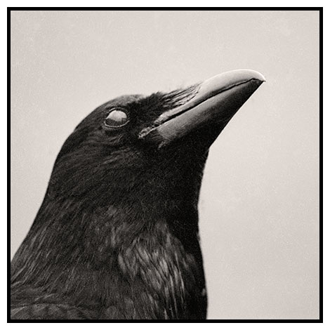 curious crow 2