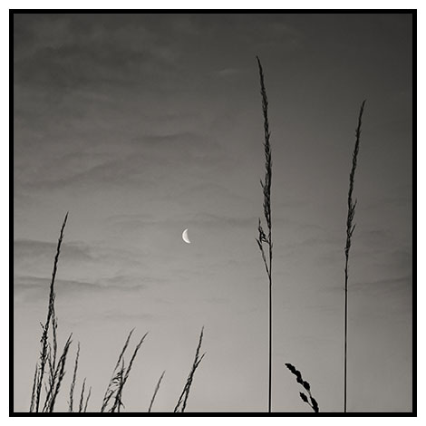 moon tall grass