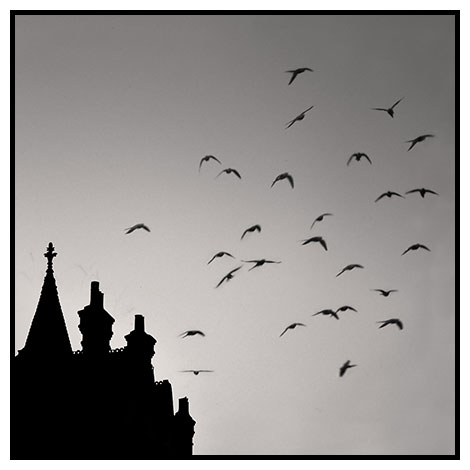 flock of birds rooftops