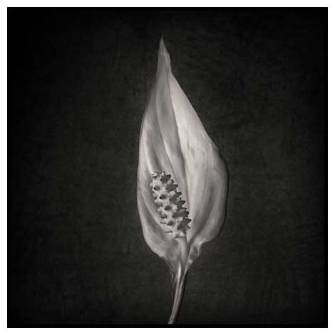 peace lily 2