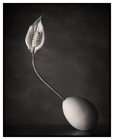 peace lily egg 2