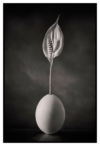 peace lily egg
